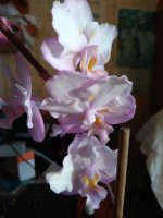 IMG_20210507_184008.jpg