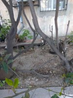IMG_20210509_062623.jpg