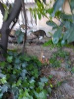 IMG_20210509_062633.jpg