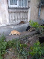 IMG_20210509_062751.jpg