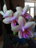 IMG_20210510_070545.jpg