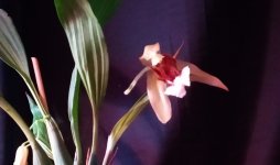 IMG_20210510_192556.jpg