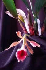IMG_20210510_193107.jpg