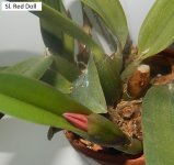 DSCN8050.JPG
