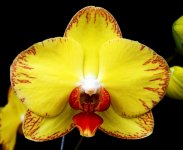 image-mikiorchid-1170.jpg