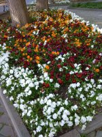IMG_20210520_174623.jpg