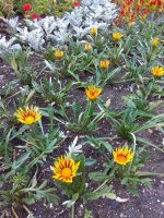 IMG_20210520_174119.jpg