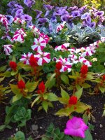 IMG_20210520_174258.jpg