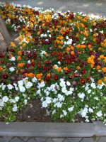 IMG_20210520_174603.jpg