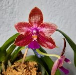 3- lueddemanniana x LD bear king2.jpg