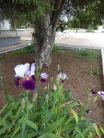 IMG_20210522_143915.jpg