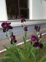 IMG_20210522_143928.jpg