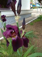IMG_20210522_143936.jpg