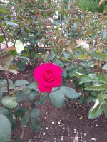 IMG_20210522_145853.jpg