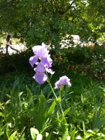 IMG_20210527_133351.jpg