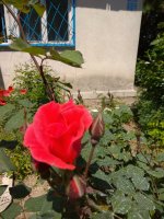IMG_20210527_133423.jpg