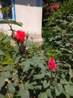 IMG_20210527_133434.jpg