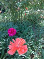 IMG_20210527_133740.jpg