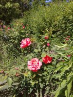 IMG_20210527_133829.jpg