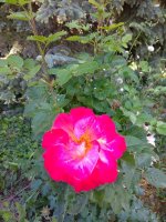 IMG_20210527_134123.jpg