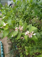 IMG_20210517_162012.jpg