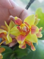 Sweet Perfume Rainbow 1905.21.jpeg