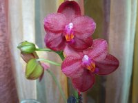 IMG_20201009_121436.jpg