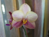IMG_20201009_121551.jpg