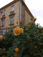 IMG_20210604_134701.jpg