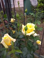 IMG_20210604_134718.jpg