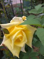 IMG_20210604_134725.jpg