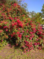 IMG_20210605_165837.jpg