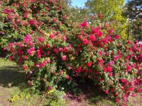 IMG_20210605_165744.jpg