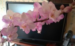 IMG_20210608_172938.jpg