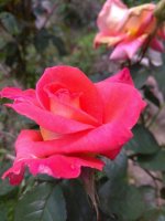 IMG_20210610_132107.jpg