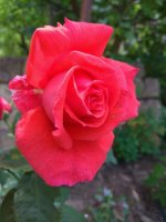 IMG_20210610_132128.jpg