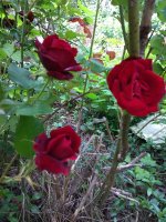IMG_20210610_132226.jpg