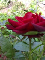 IMG_20210610_132234.jpg