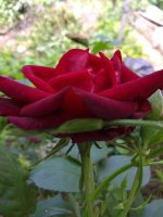 IMG_20210610_132238.jpg