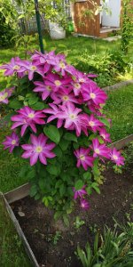 IMG_20210612_172622.jpg