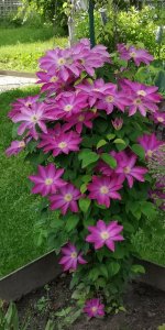 IMG_20210612_172739.jpg