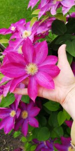 IMG_20210612_172653.jpg