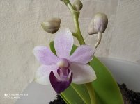 IMG_20210614_141550.jpg