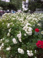 IMG_20210615_151516.jpg
