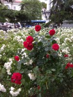 IMG_20210615_151548.jpg