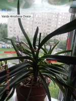 DSCN8126.JPG