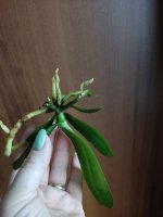 IMG_20210716_184801.jpg