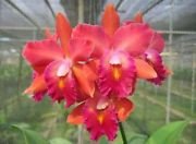 cattleya blc jairak summer orange red.jpg