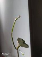 IMG_20210719_125703.jpg