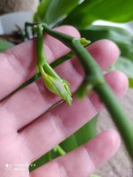 IMG_20210719_130031.jpg